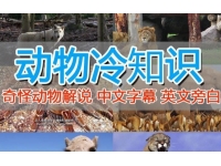 【6963期】外面卖1699的国外纪录片解说（动物解说、美食